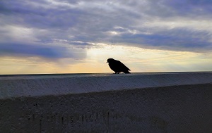 Андрей Масалович