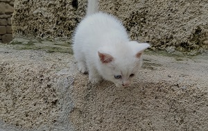 Андрей Масалович