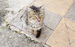 Андрей Масалович