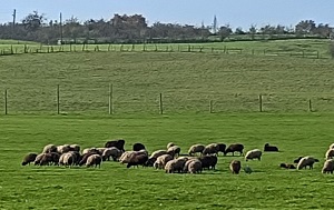 Андрей Масалович