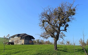 Андрей Масалович