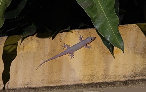 Андрей Масалович