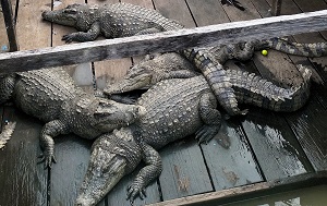 Андрей Масалович