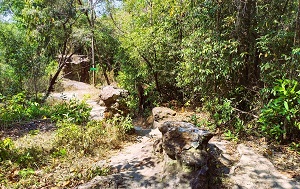 Андрей Масалович