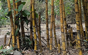 Андрей Масалович