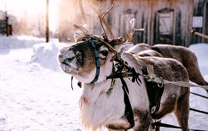 Андрей Масалович