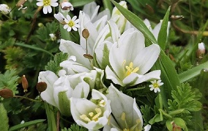 Андрей Масалович